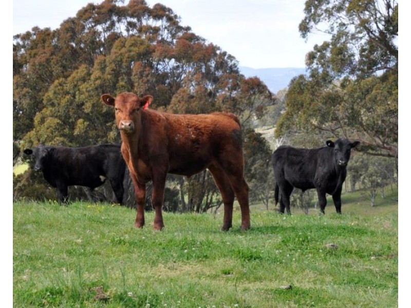 388 Quarry Road, Tenterfield NSW 2372