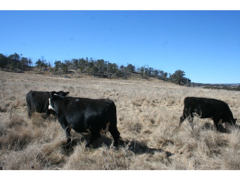 Tenterfield NSW 2372