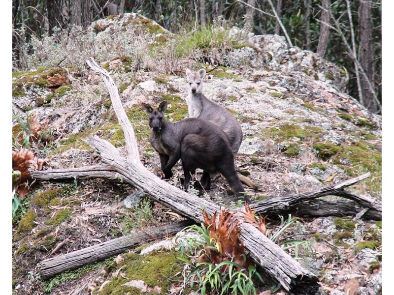 1091 Timbarra Road, Tenterfield NSW 2372