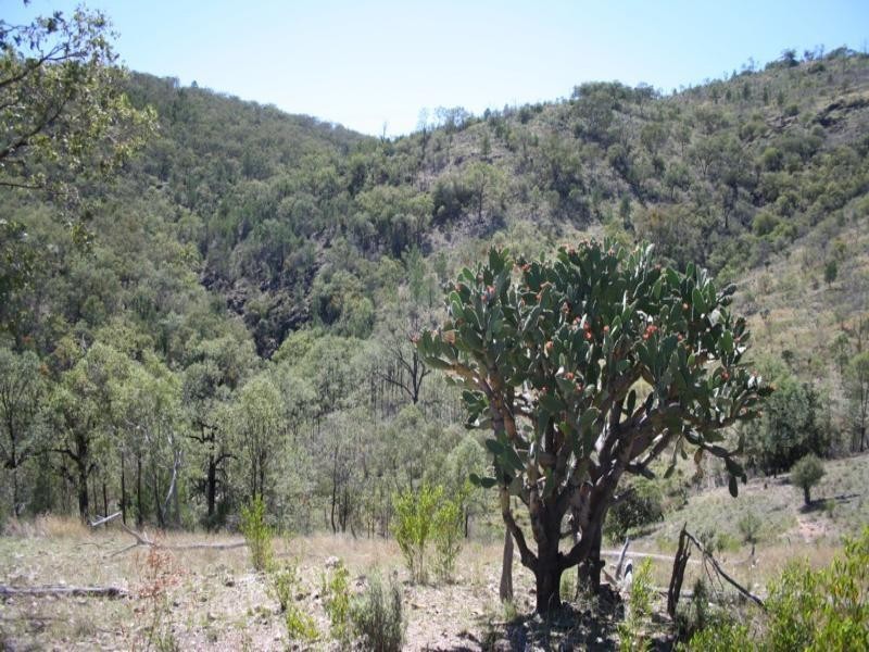 Lot 2 Mole River Road, Tenterfield NSW 2372