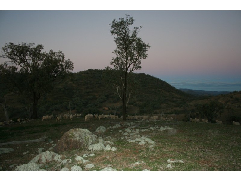 Tenterfield NSW 2372