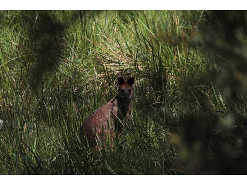 76 Heatherdene Road, Deepwater NSW 2371