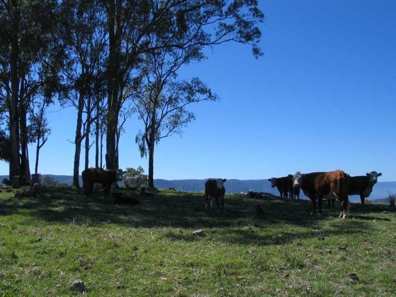 Tenterfield NSW 2372