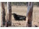 207 Beardy River Road, Tenterfield NSW 2372