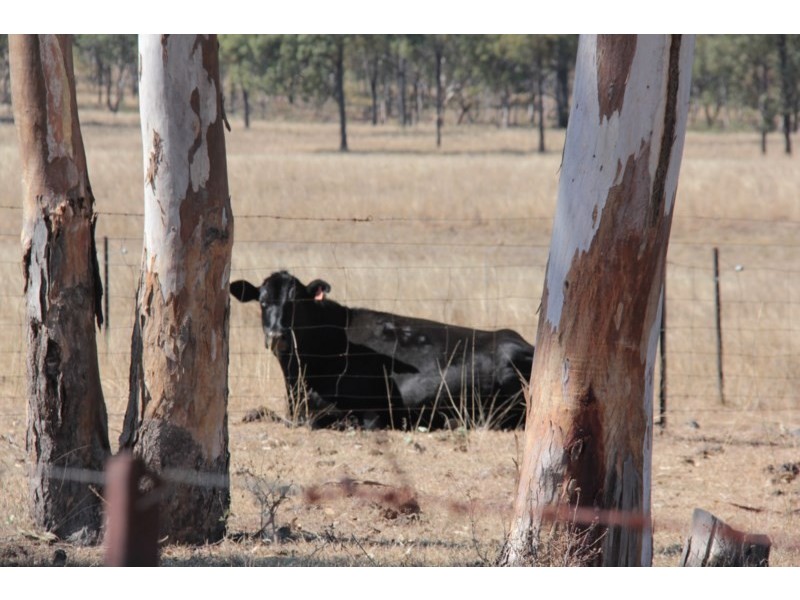 207 Beardy River Road, Tenterfield NSW 2372