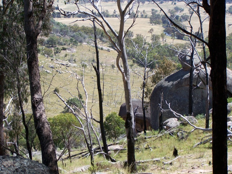 Tenterfield NSW 2372