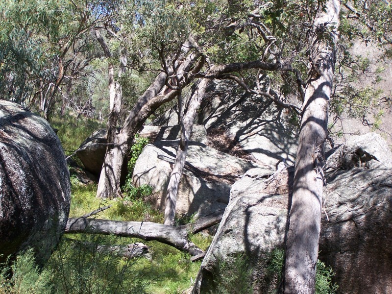 Tenterfield NSW 2372