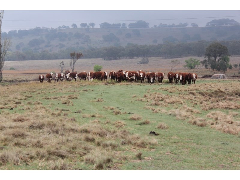 215 Mount Spirabo Road, Tenterfield NSW 2372
