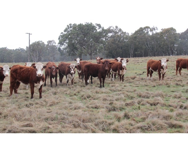 215 Mount Spirabo Road, Tenterfield NSW 2372