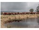 215 Mount Spirabo Road, Tenterfield NSW 2372