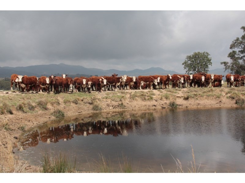 215 Mount Spirabo Road, Tenterfield NSW 2372