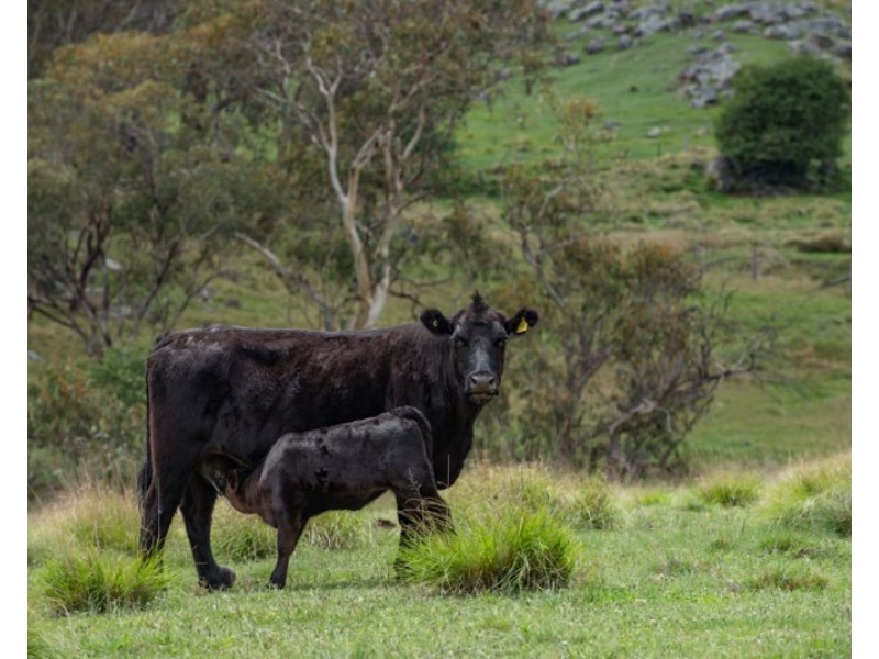 11812 Bruxner Highway, Tenterfield NSW 2372