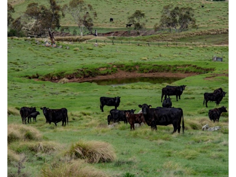 11812 Bruxner Highway, Tenterfield NSW 2372