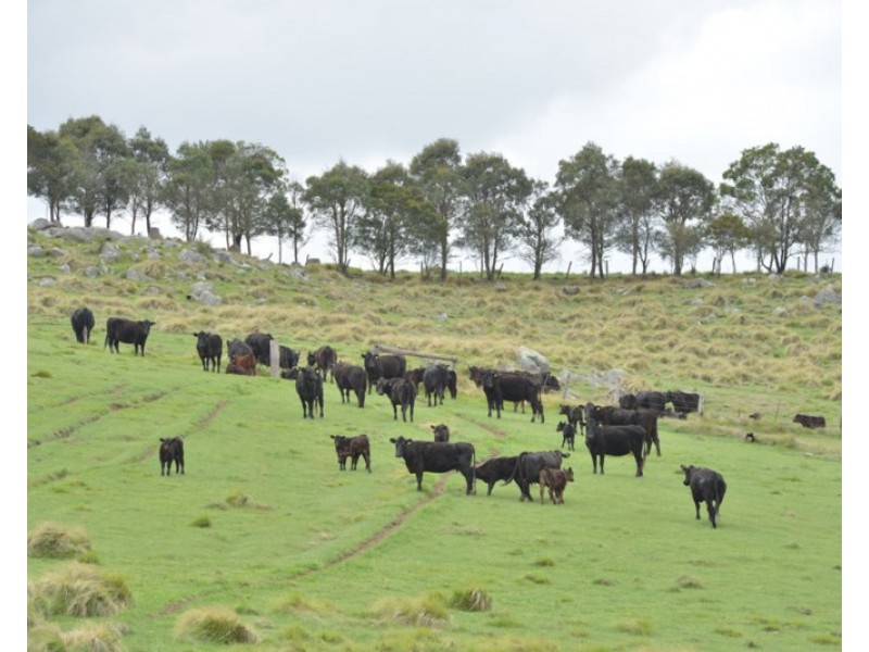 11812 Bruxner Highway, Tenterfield NSW 2372