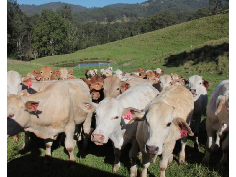 90 Timbarra Road, Tenterfield NSW 2372