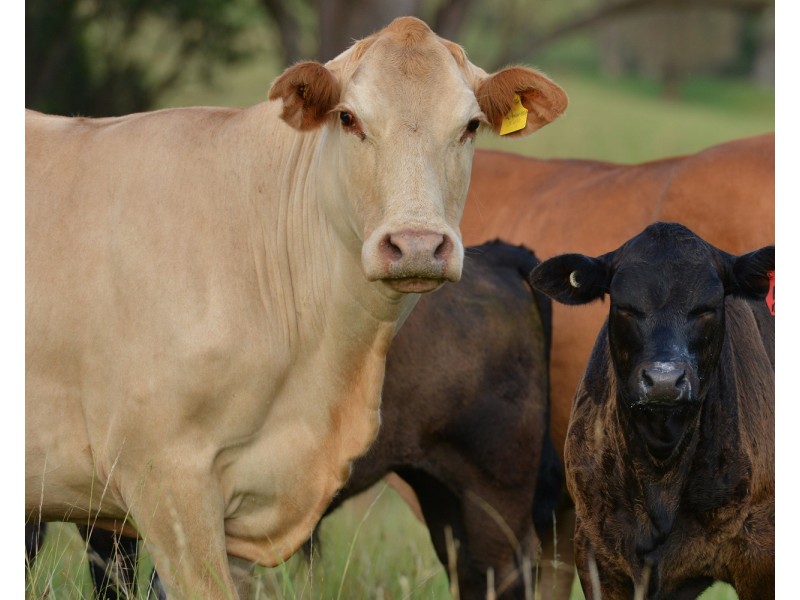 310 Timbarra Road, Tenterfield NSW 2372