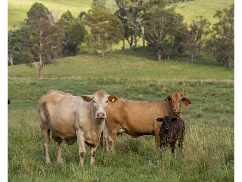 310 Timbarra Road, Tenterfield NSW 2372