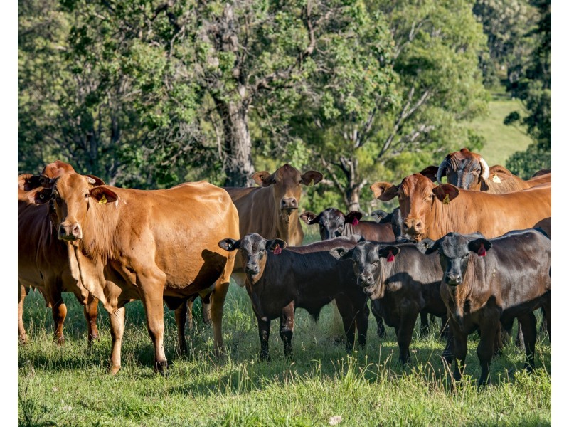 310 Timbarra Road, Tenterfield NSW 2372