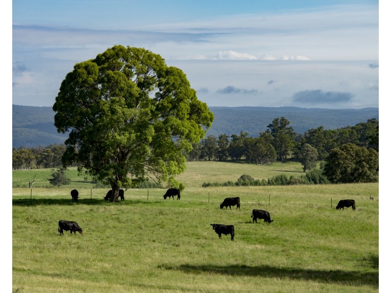 310 Timbarra Road, Tenterfield NSW 2372