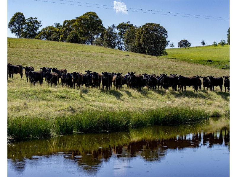 310 Timbarra Road, Tenterfield NSW 2372