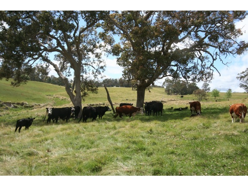 Tenterfield NSW 2372