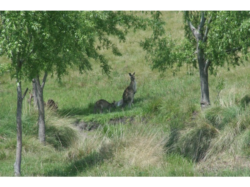 Tenterfield NSW 2372