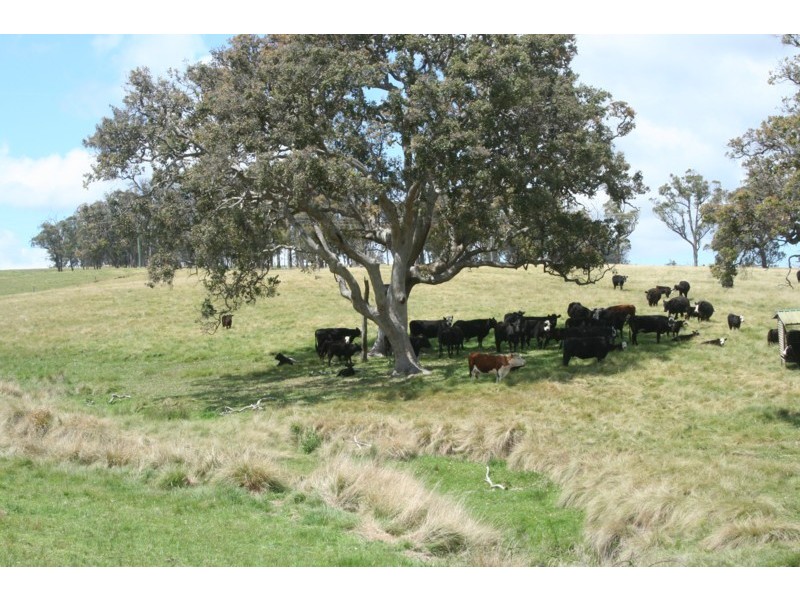 Tenterfield NSW 2372