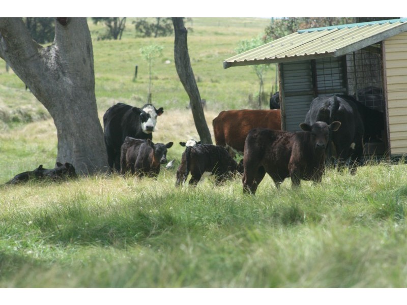 Tenterfield NSW 2372