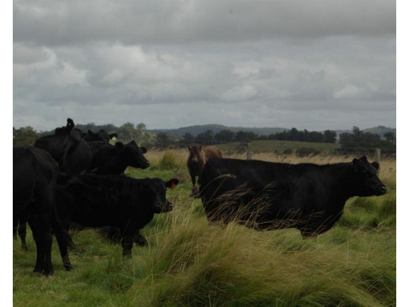 Lot 1 Nutshell Road, Tenterfield NSW 2372