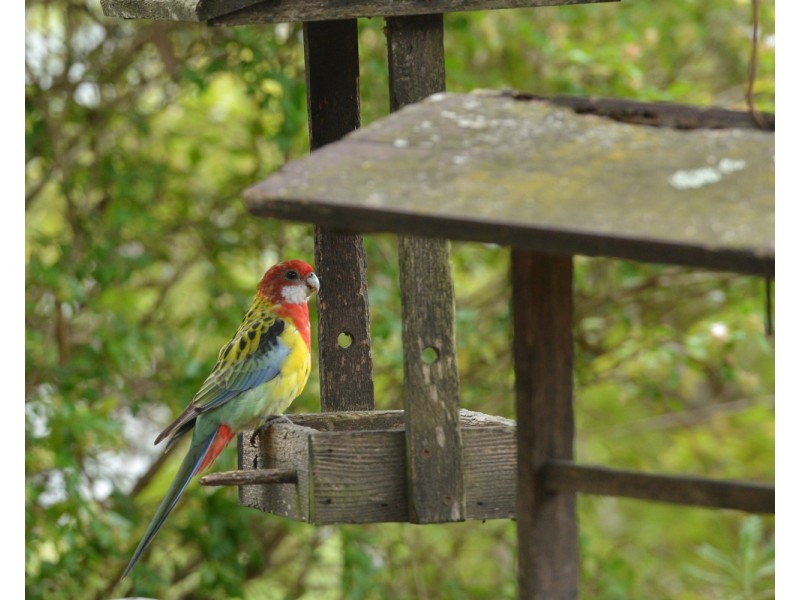 8864 New England Highway, Tenterfield NSW 2372