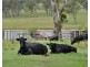 8864 New England Highway, Tenterfield NSW 2372