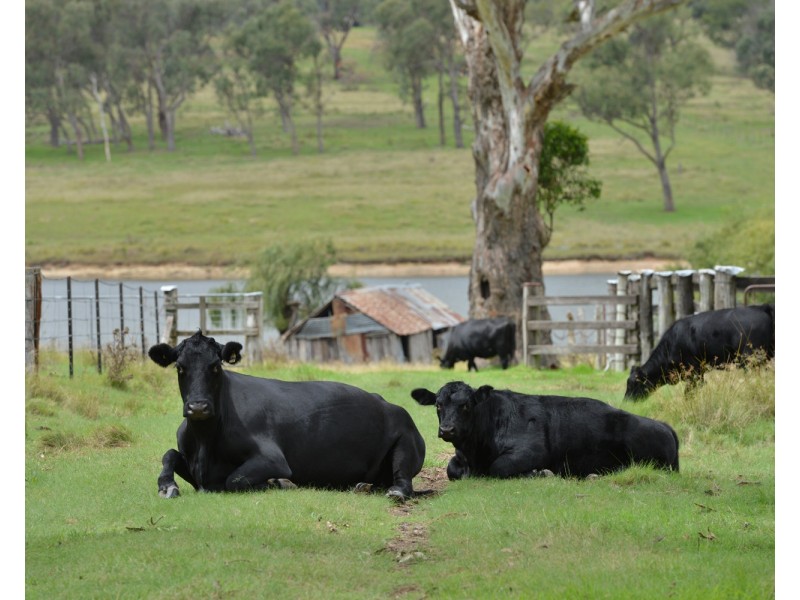 8864 New England Highway, Tenterfield NSW 2372