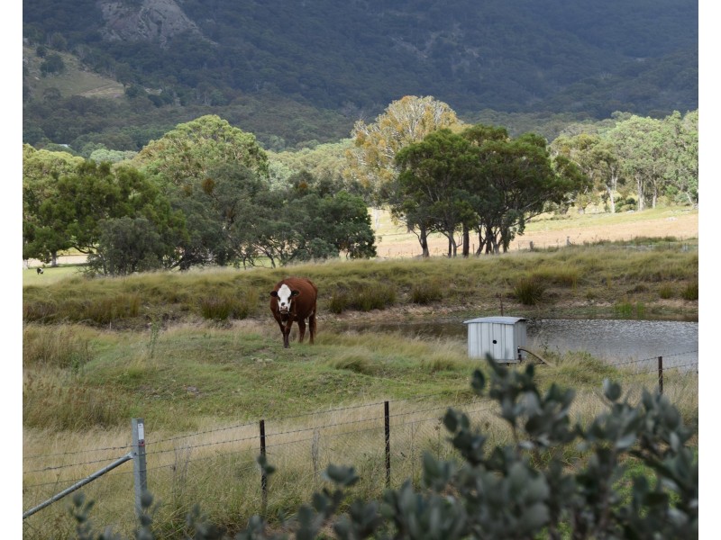 49 Holleys Road, Tenterfield NSW 2372