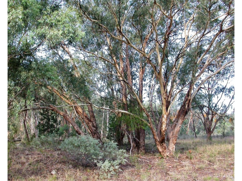 Lot 31 Mole River Road, Tenterfield NSW 2372