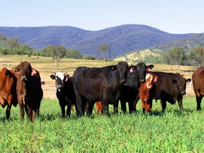 Tenterfield NSW 2372