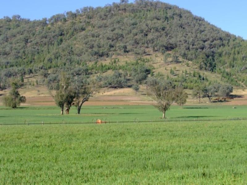 Tenterfield NSW 2372