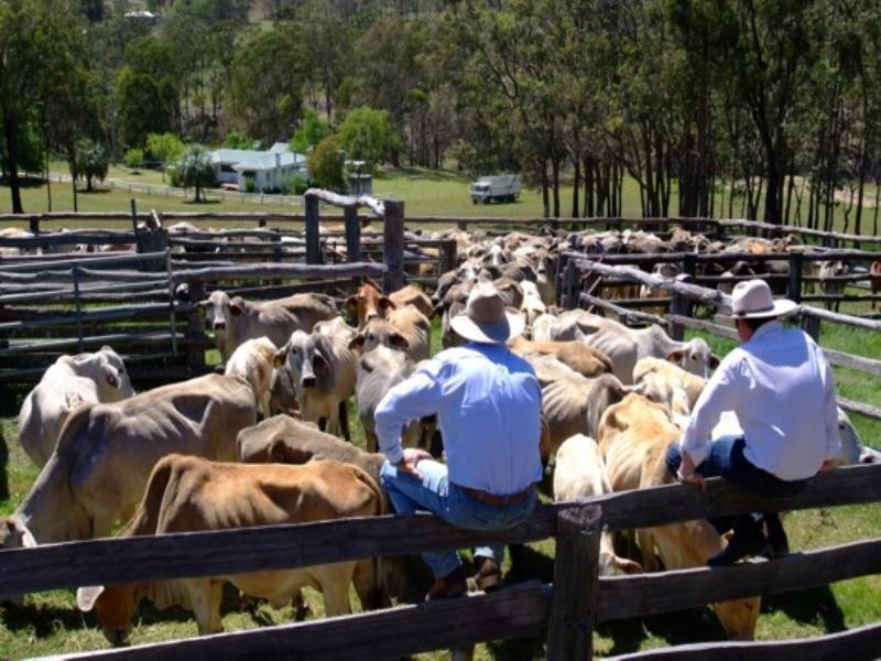Tenterfield NSW 2372