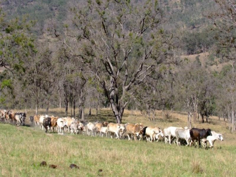 Tenterfield NSW 2372