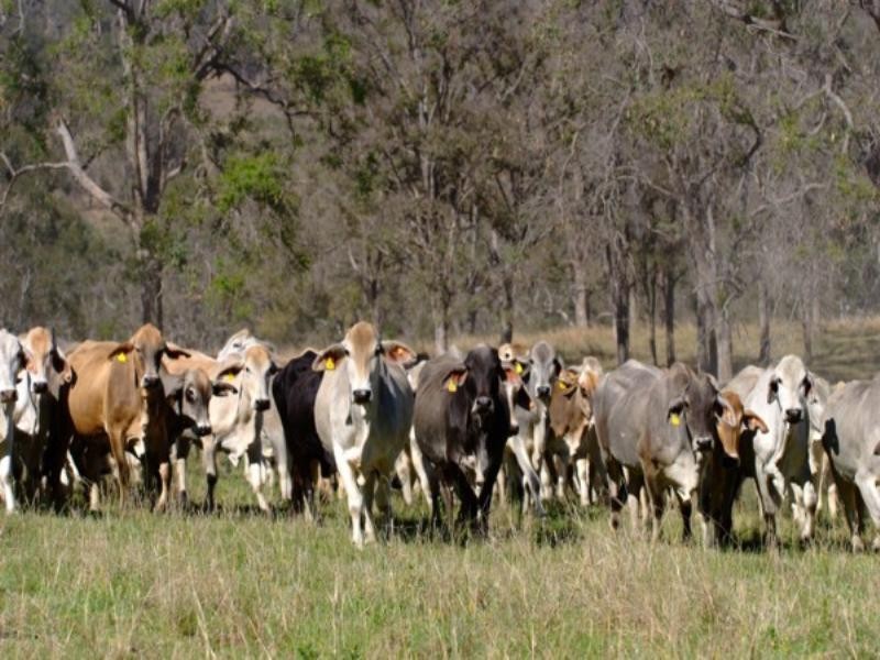 Tenterfield NSW 2372