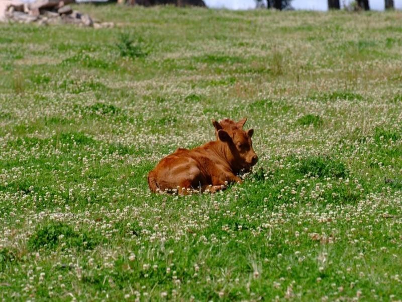 Tenterfield NSW 2372