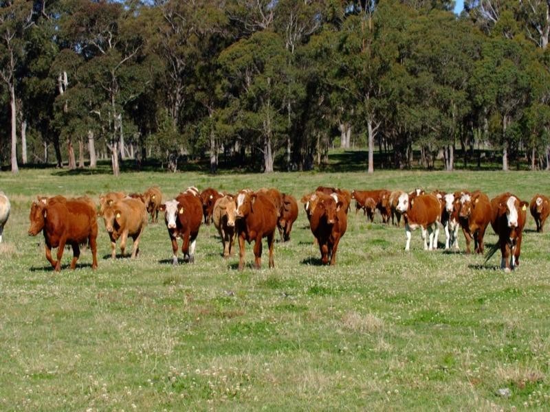 Tenterfield NSW 2372