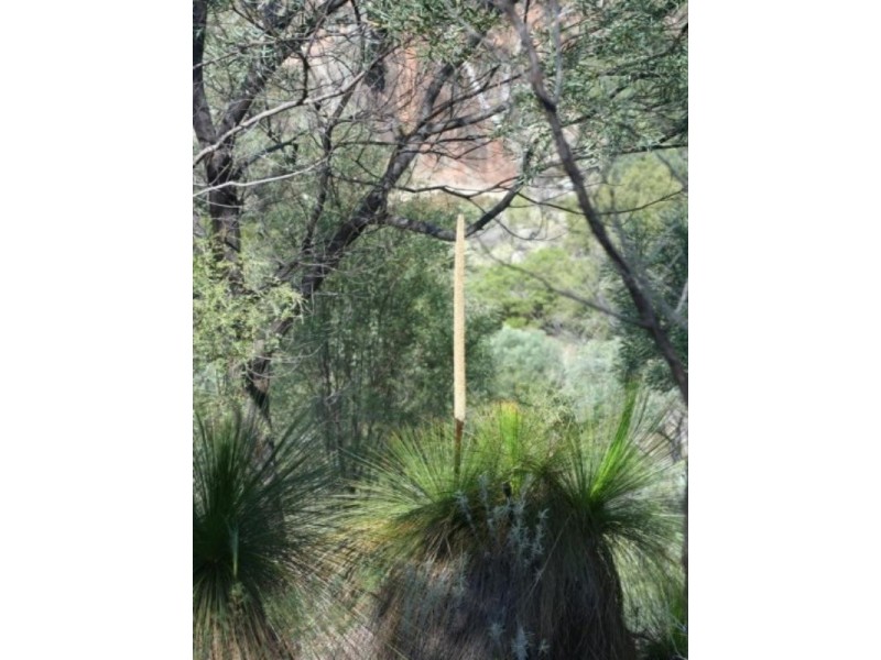 Tenterfield NSW 2372