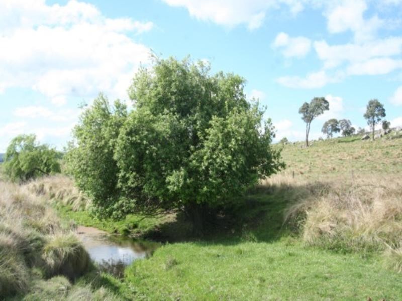 Tenterfield NSW 2372
