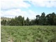 Tenterfield NSW 2372