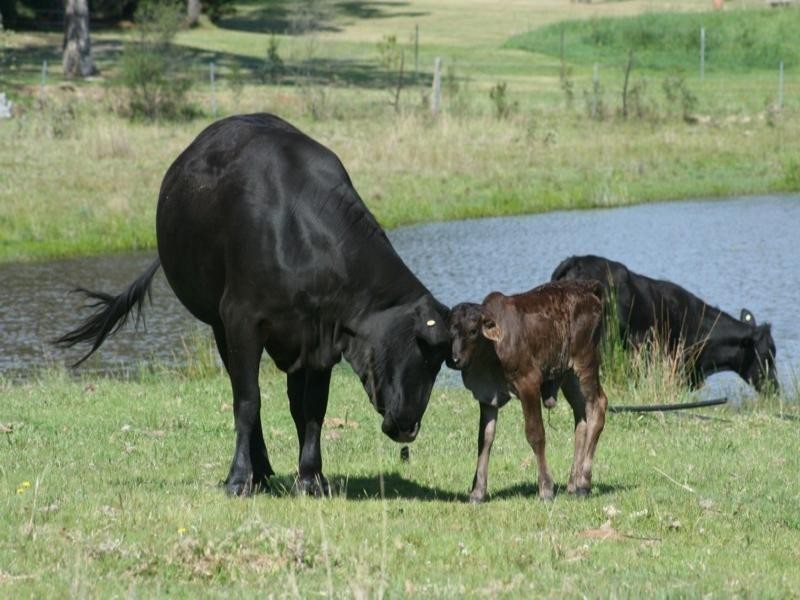 Tenterfield NSW 2372