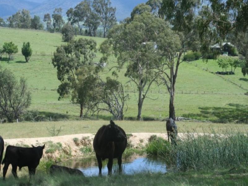 Tenterfield NSW 2372