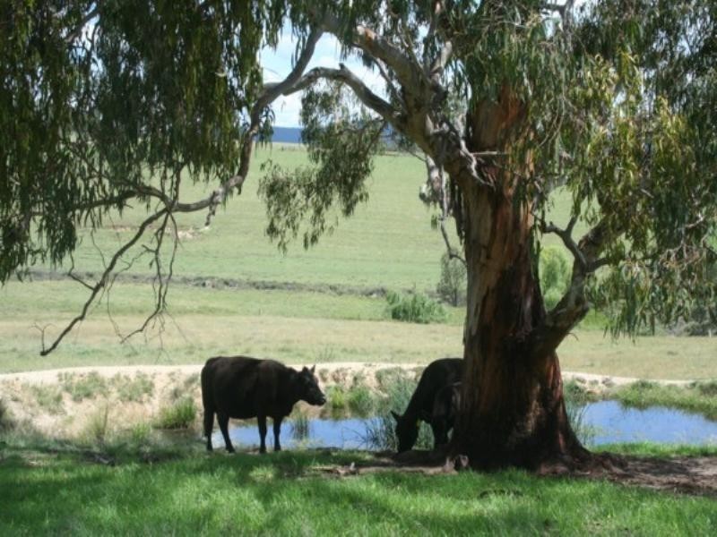 Tenterfield NSW 2372