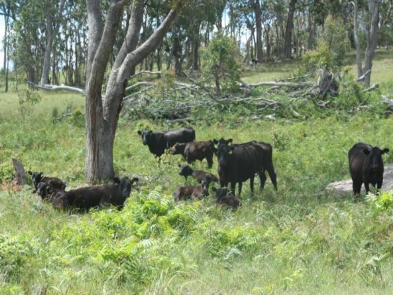 Tenterfield NSW 2372