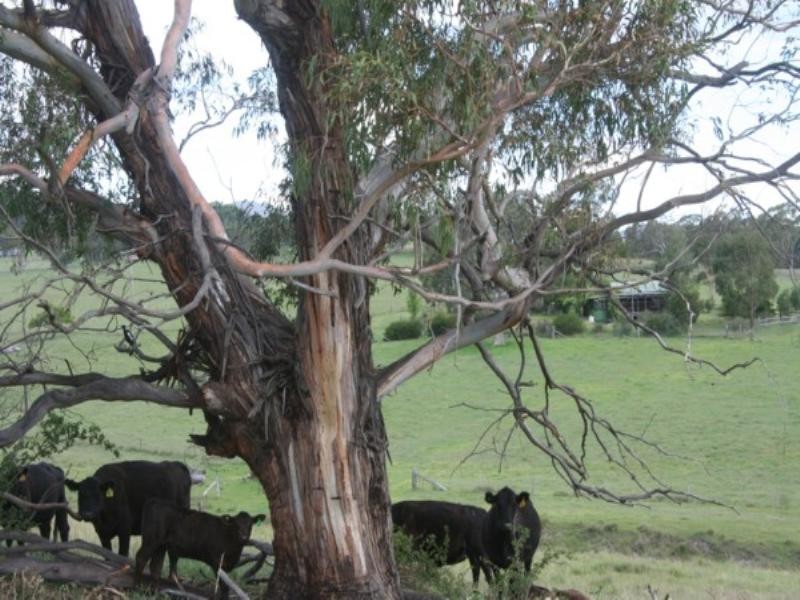 Tenterfield NSW 2372