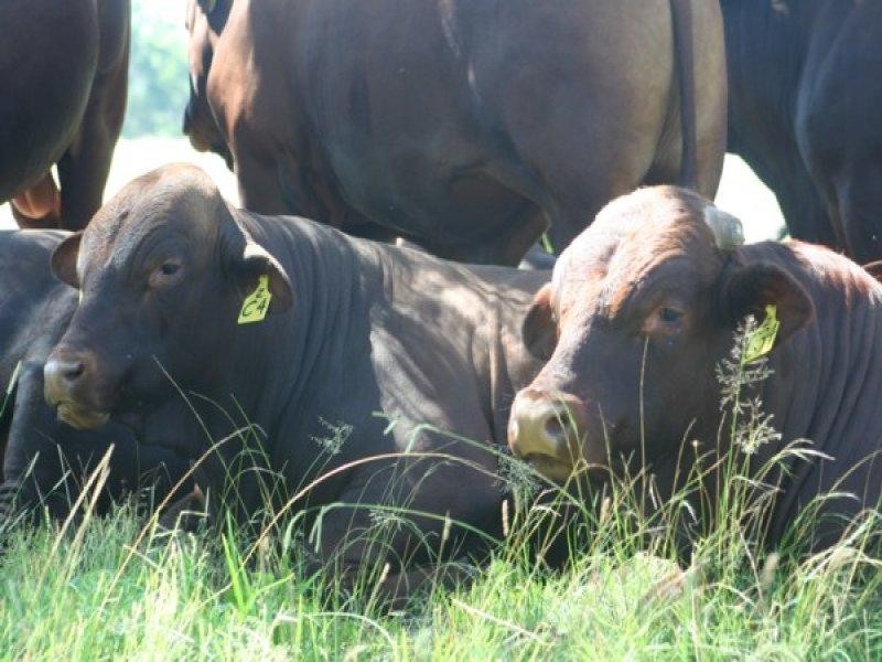 306 Geyers Road, Tenterfield NSW 2372